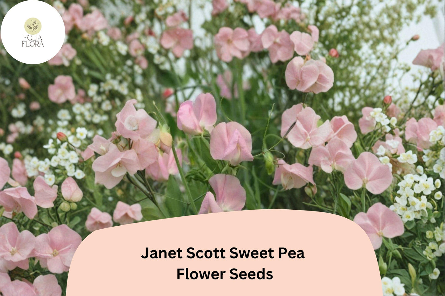 50+ Janet Scott Sweet Pea Seeds | Fragrant Pink Climbing Annual Flower for Garden Trellis, Fence, Cottage Garden