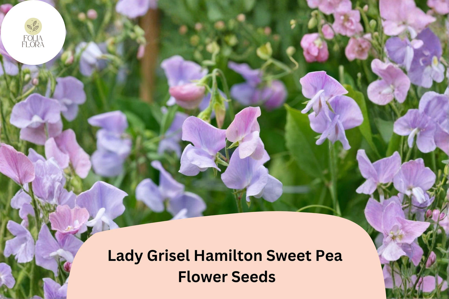 50+ Lady Grisel Hamilton Sweet Pea Seeds | Fragrant Lavender Climbing Flowers for Garden Trellis & Cottage Gardens