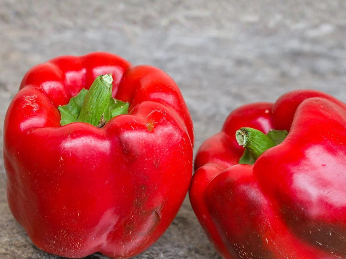 Sweet Pepper Yolo Wonder Bell Improved Seeds – Heirloom, Non-GMO, High Yield, 25 Seeds, Bell Pepper, Vegetable Garden