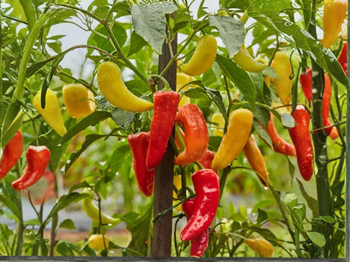 Sweet Banana Pepper Seeds – Heirloom Non-GMO Mild Yellow Vegetable, 25 Seeds for Home Gardens & Containers