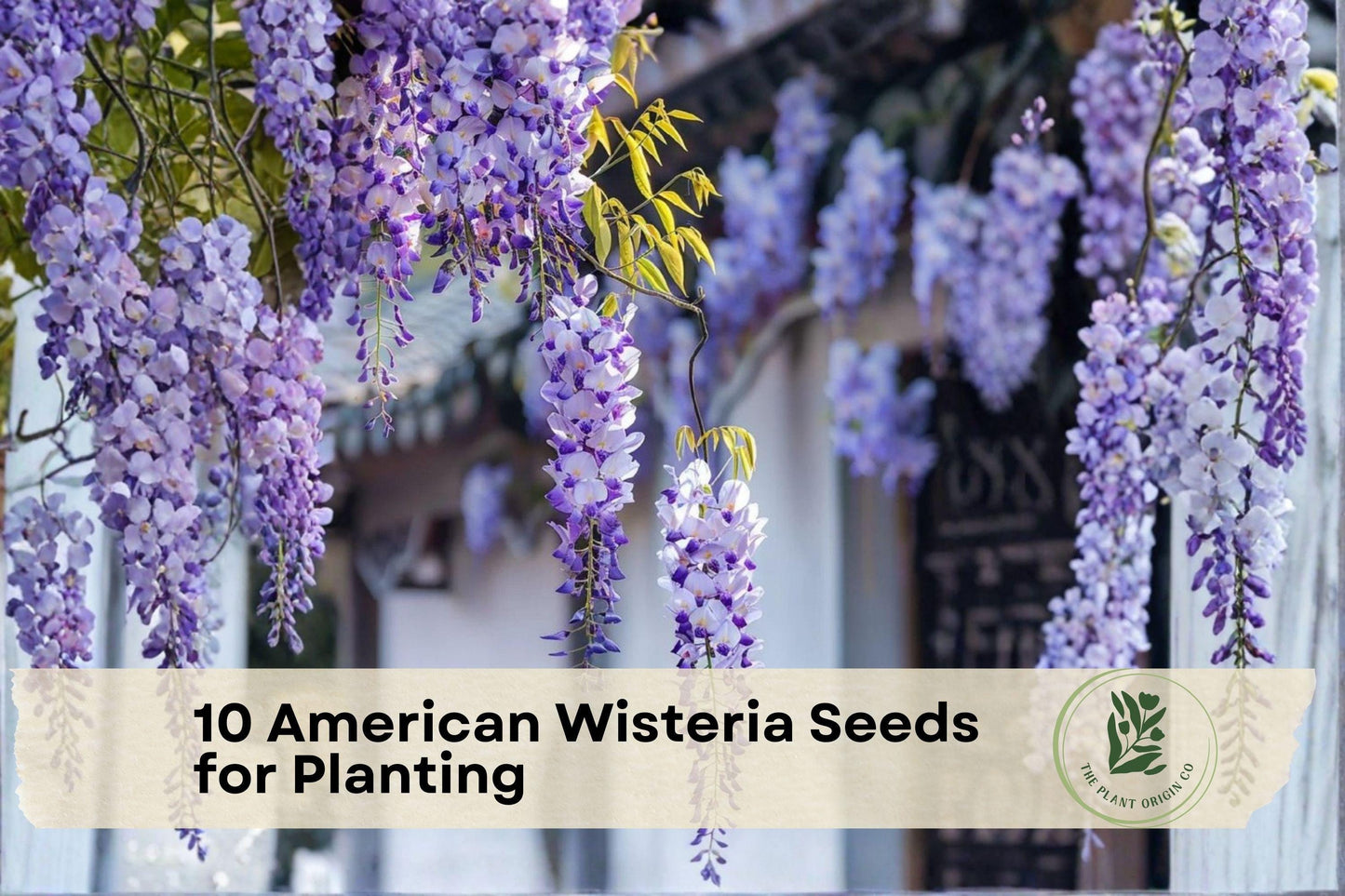 American Wisteria Seeds for Planting - Wisteria frutescens, Native Climbing Flowering Vine, Purple Blooms