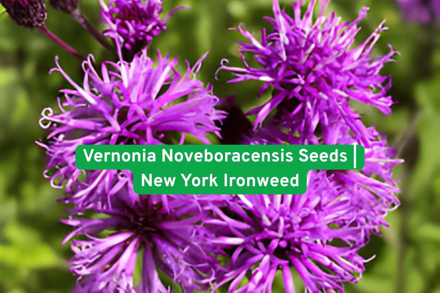 Vernonia Noveboracensis Seeds | New York Ironweed Perennial Wildflower | Purple Blooms for Pollinator Gardens