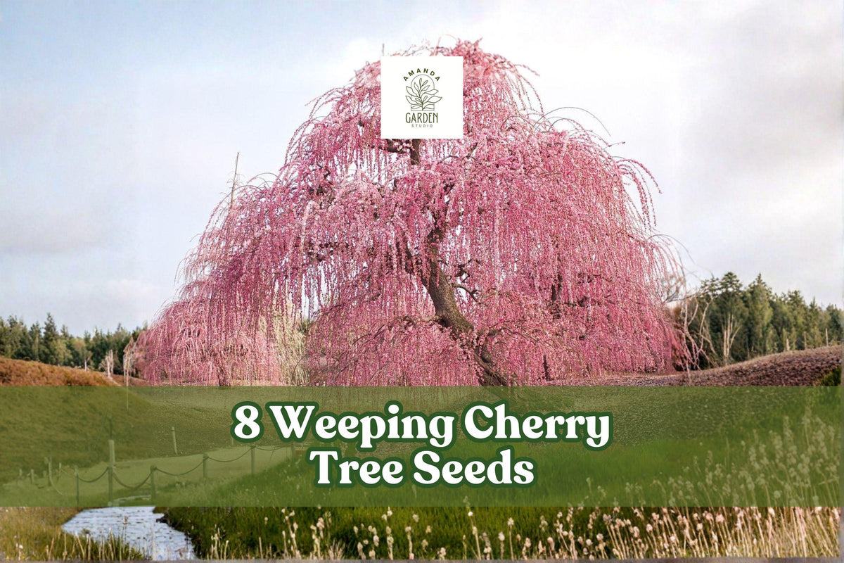8 Weeping Cherry Tree Seeds for Bonsai & Garden Planting, Prunus sp. Flowering Ornamental Tree Seeds