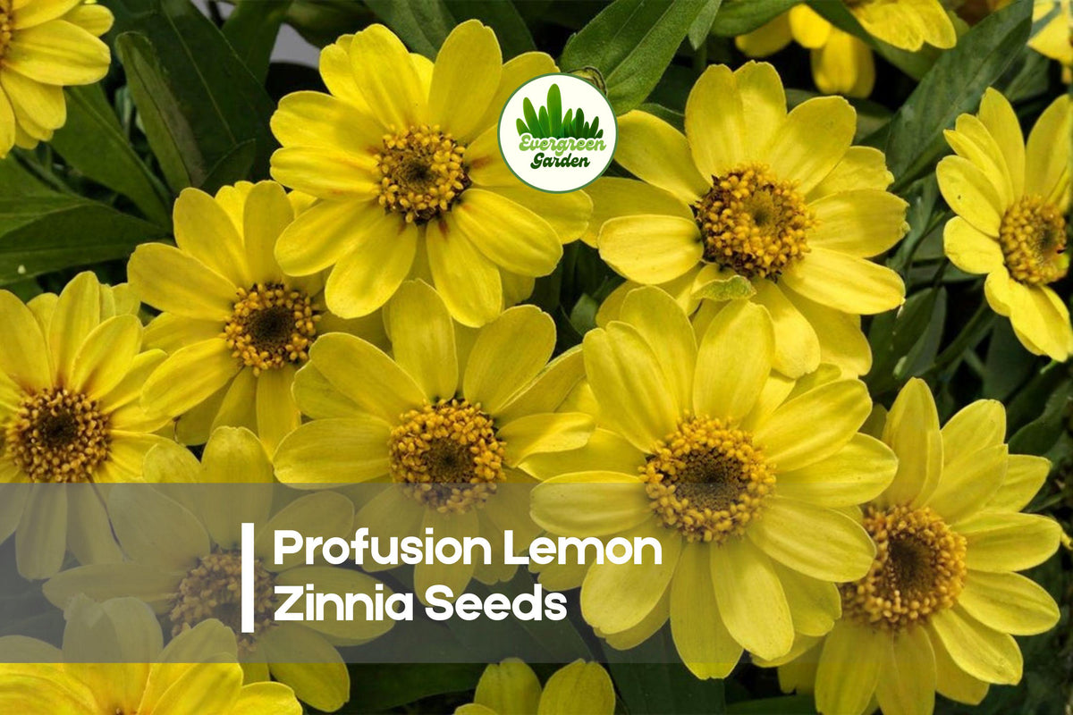 Profusion Lemon Zinnia Seeds – Bright Lemon Yellow Annual Flower for Borders, Beds & Pollinator Gardens – Zinnia hybrida