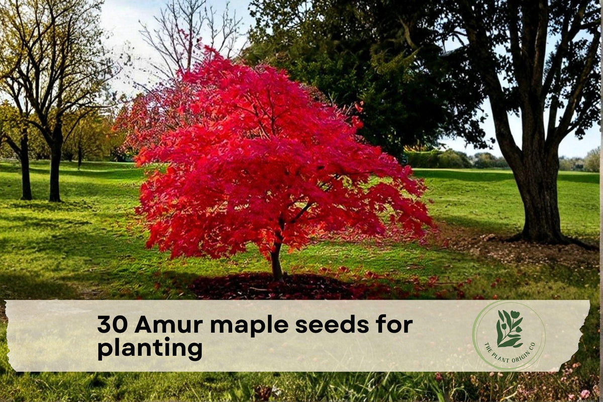 Amur Maple Tree Seeds for Planting, Ornamental Deciduous Tree, Acer tataricum subsp. ginnala, Landscape and Bonsai