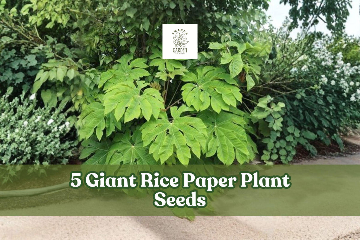 Giant Rice Paper Plant Seeds, Ornamental Foliage, Tetrapanax papyrifer, Tropical Garden Plant, Large Leaf, Outdoor Landscape