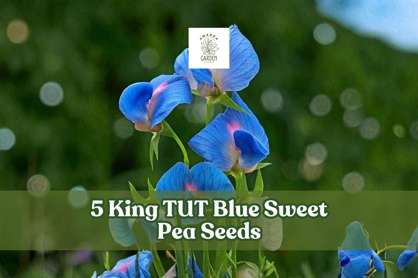 King TUT Blue Sweet Pea Seeds, Lathyrus sativus ‘azureus’, Climbing Flowering Vine with Blue and Pink Blooms