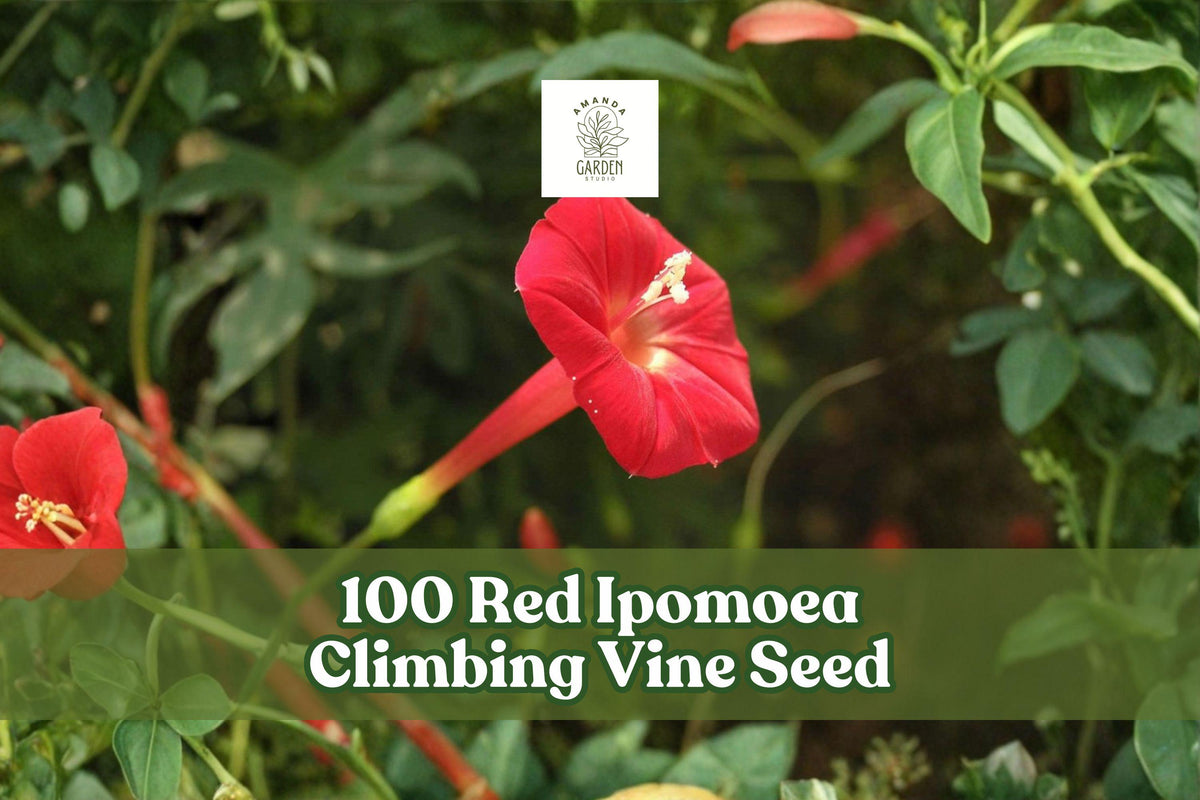 Red Ipomoea Climbing Vine Seeds – Fast-Growing Ornamental Flowering Vine for Trellises, Fences, and Gardens, Ipomoea spp.