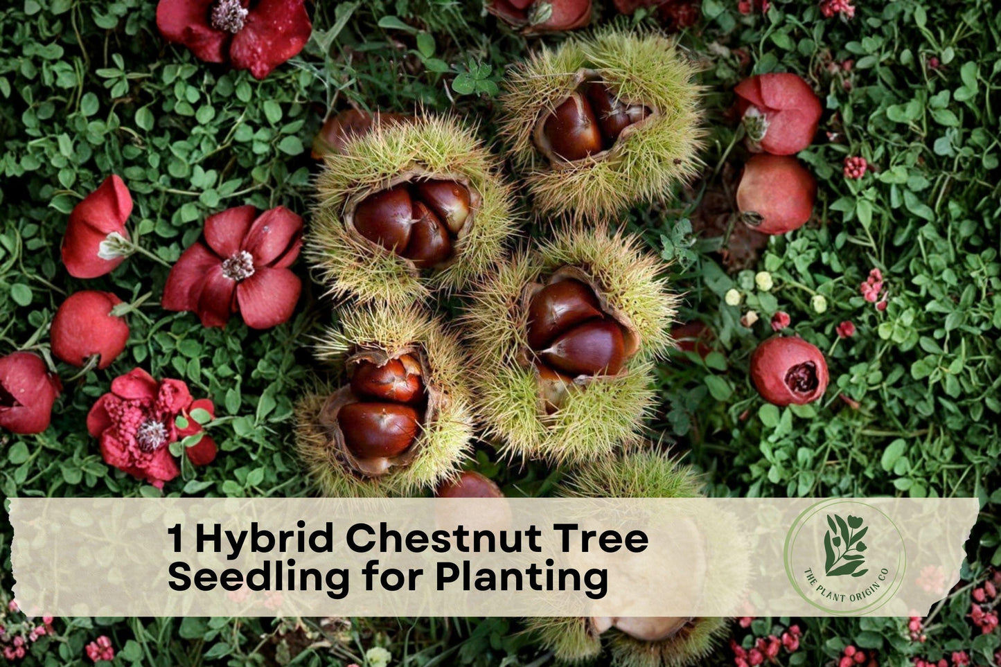 Hybrid Chestnut Tree Seedling for Planting - Nut Tree, Ornamental, Shade, Castanea dentata