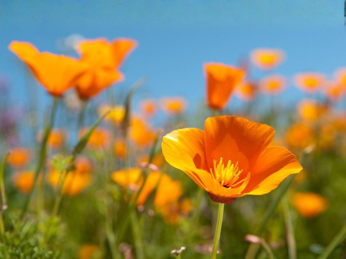 California Poppy Seeds – Native Wildflower, Drought Tolerant, Bright Orange, Eschscholzia californica, 50 Seeds
