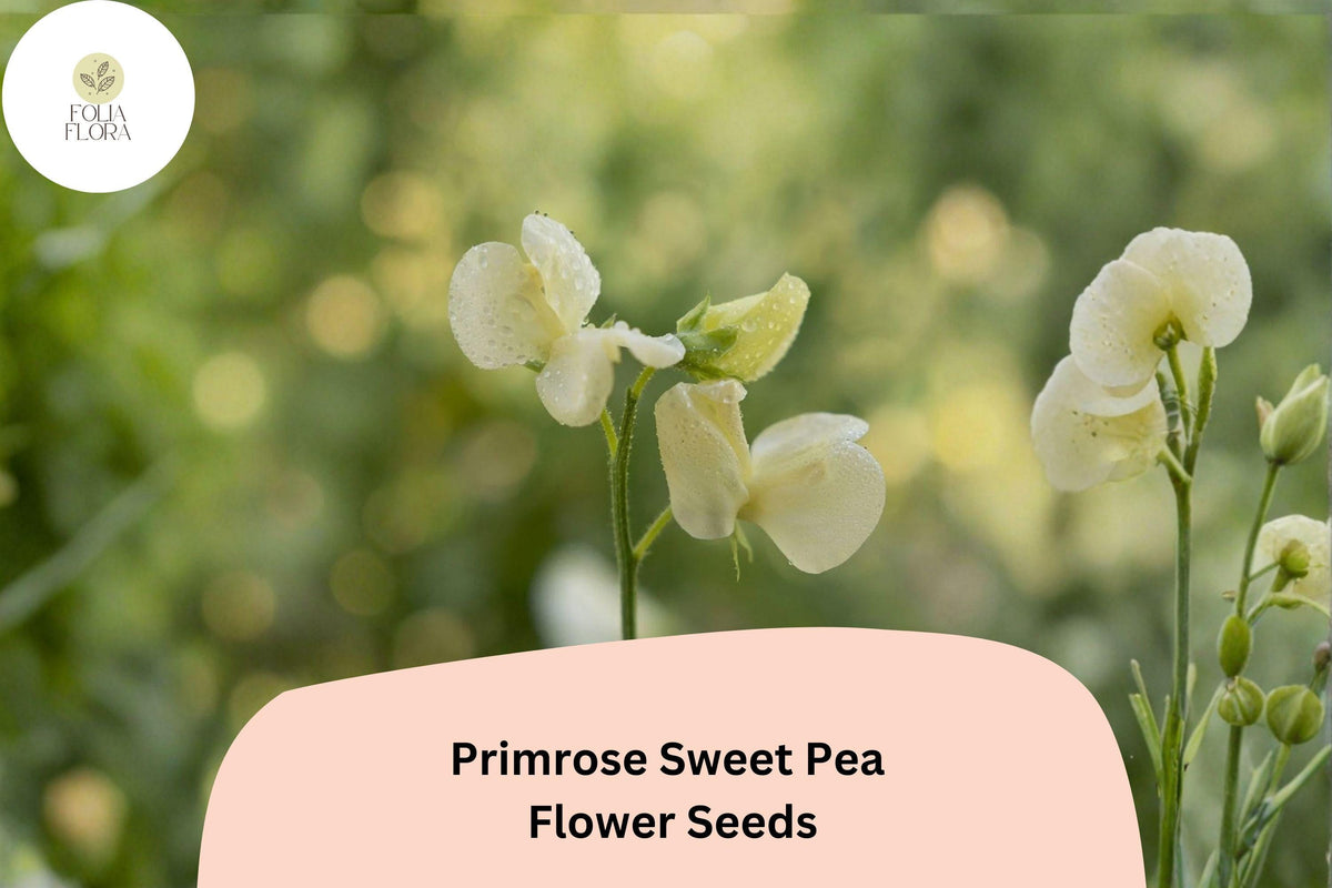 Primrose Sweet Pea Seeds | Fragrant Pale Yellow Climbing Flower | Lathyrus odoratus | Heirloom Annual for Trellises & Gardens