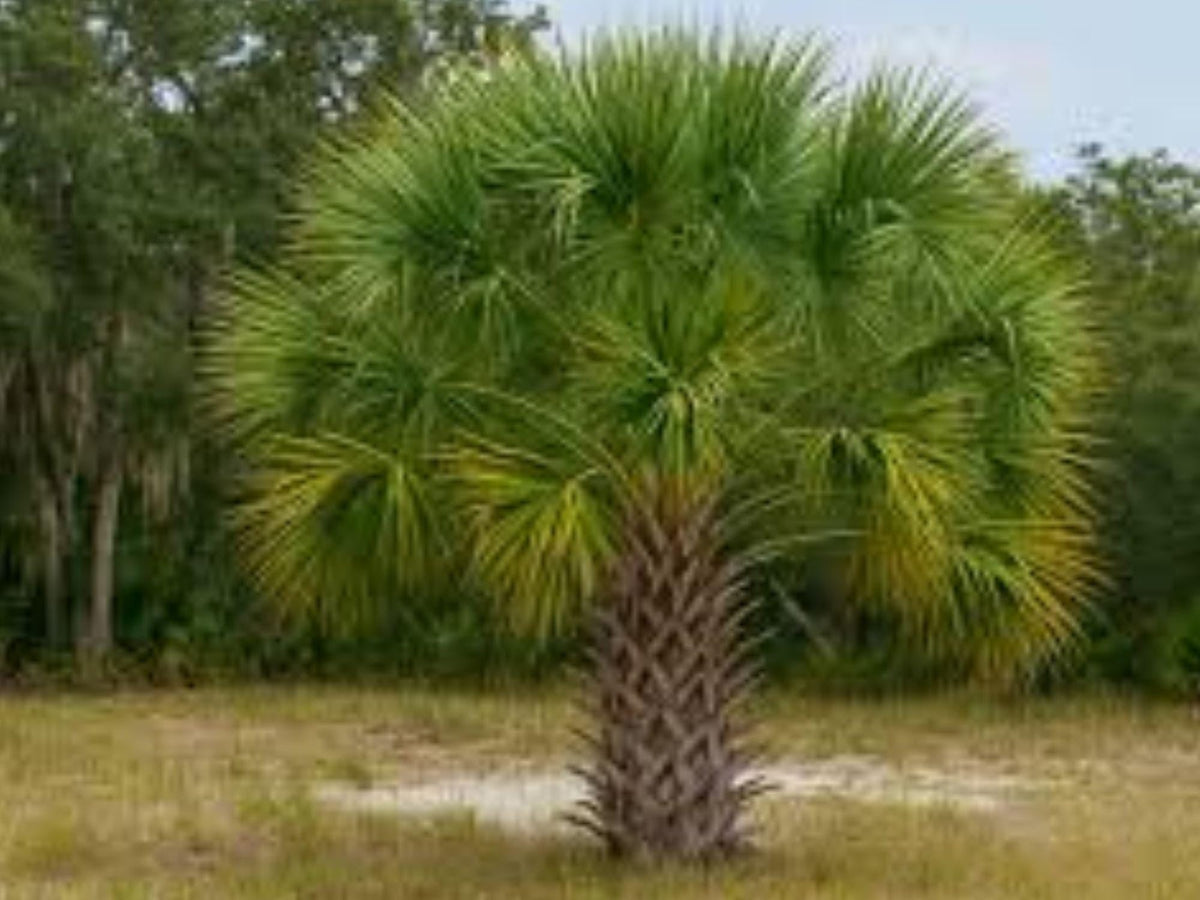 California Fan Palm Seeds | Washingtonia filifera, Cold Hardy, Tropical Landscape, 5 Seeds