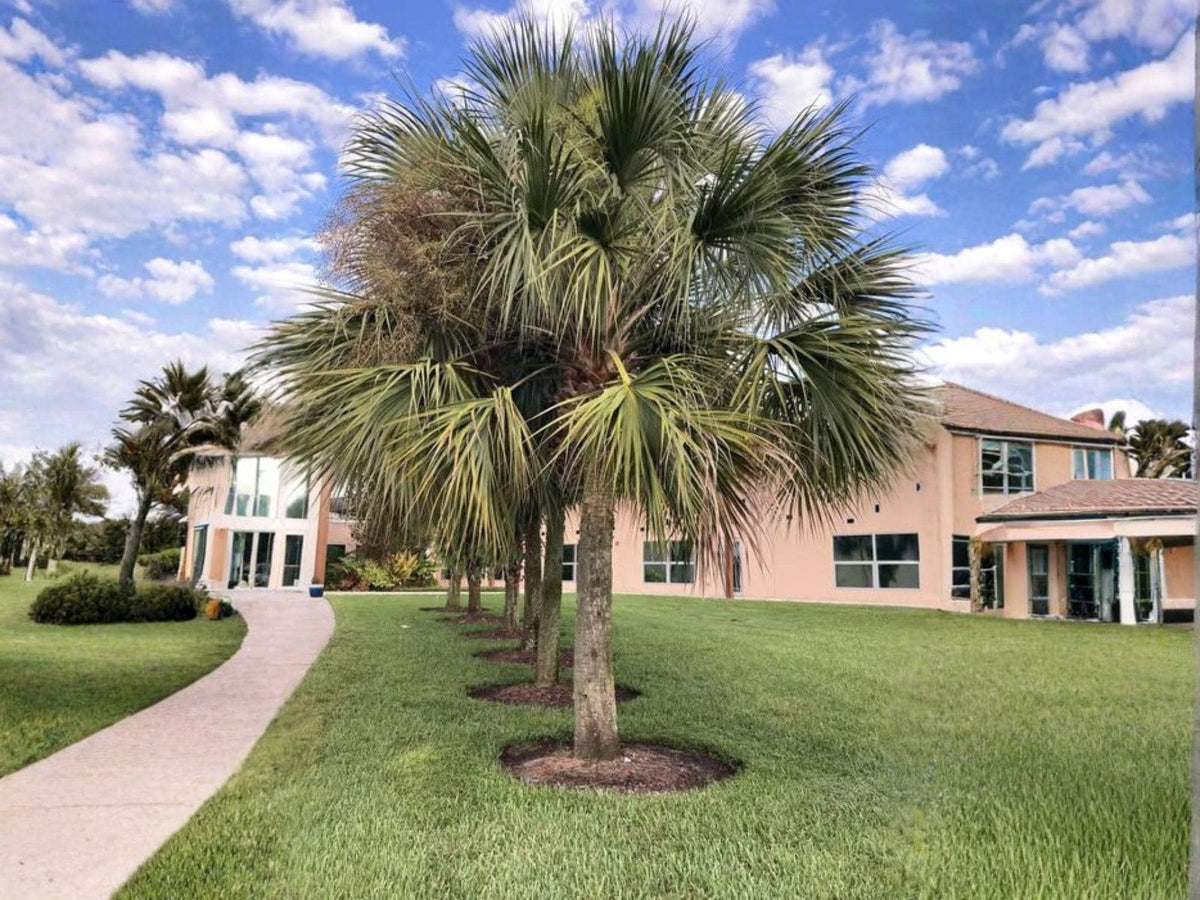 Sabal Palmetto Seeds – Cold Hardy Palm Tree, Native to Southeastern USA, Landscape & Coastal Gardening, 5 Seeds