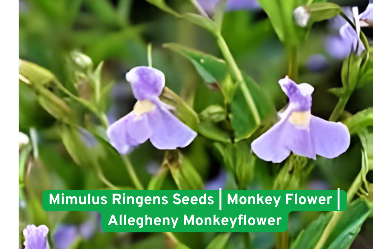 Mimulus ringens Seeds | Native Perennial Wildflower | Monkey Flower with Lavender-Purple Blooms | Pollinator-Friendly, Wet Areas