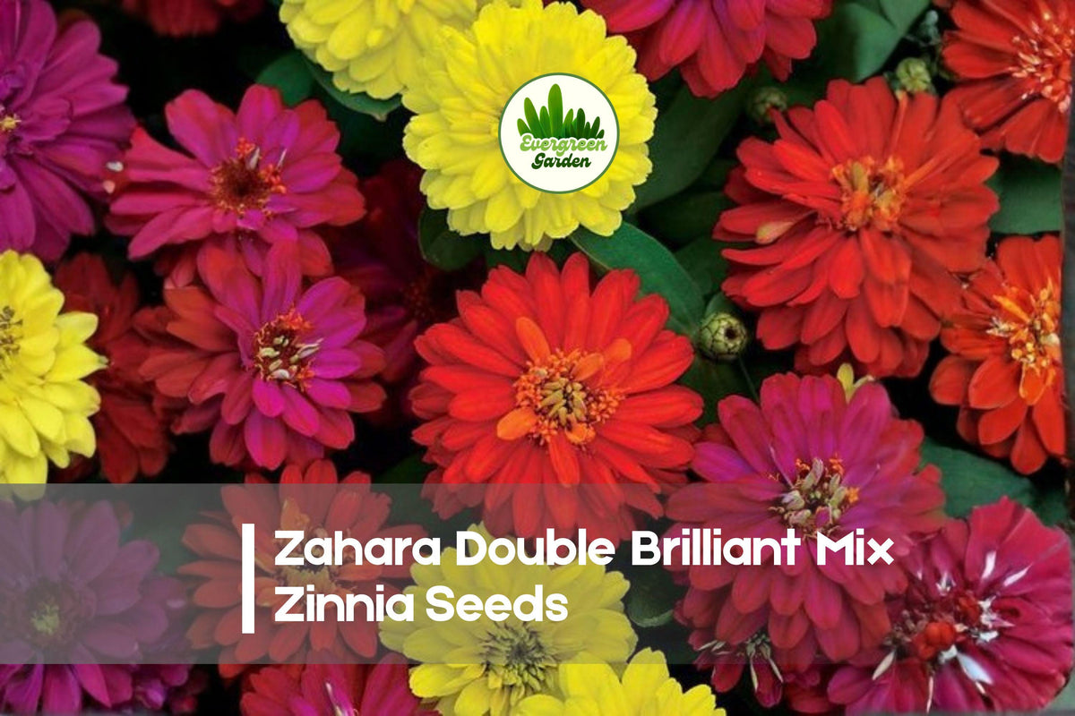 Zinnia Seeds + Zahara Double Brilliant Mix + Bright Red, Orange, Yellow Flowers + Zinnia marylandica