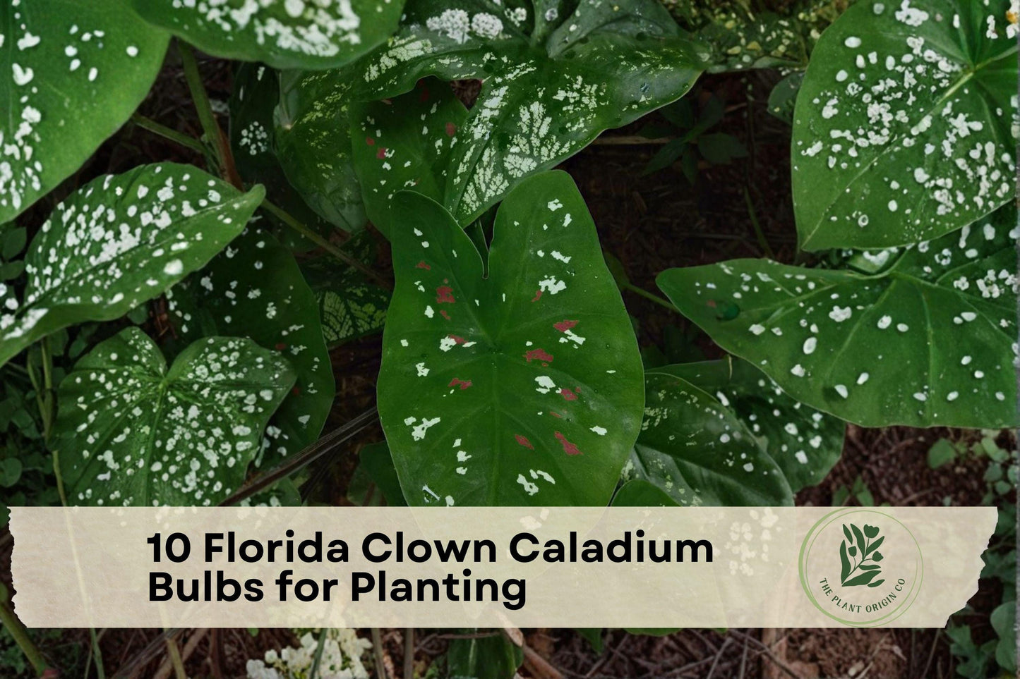 10 Florida Clown Caladium Bulbs for Planting, Tropical Foliage, Shade Garden, Container Planting, Caladiums Tubers