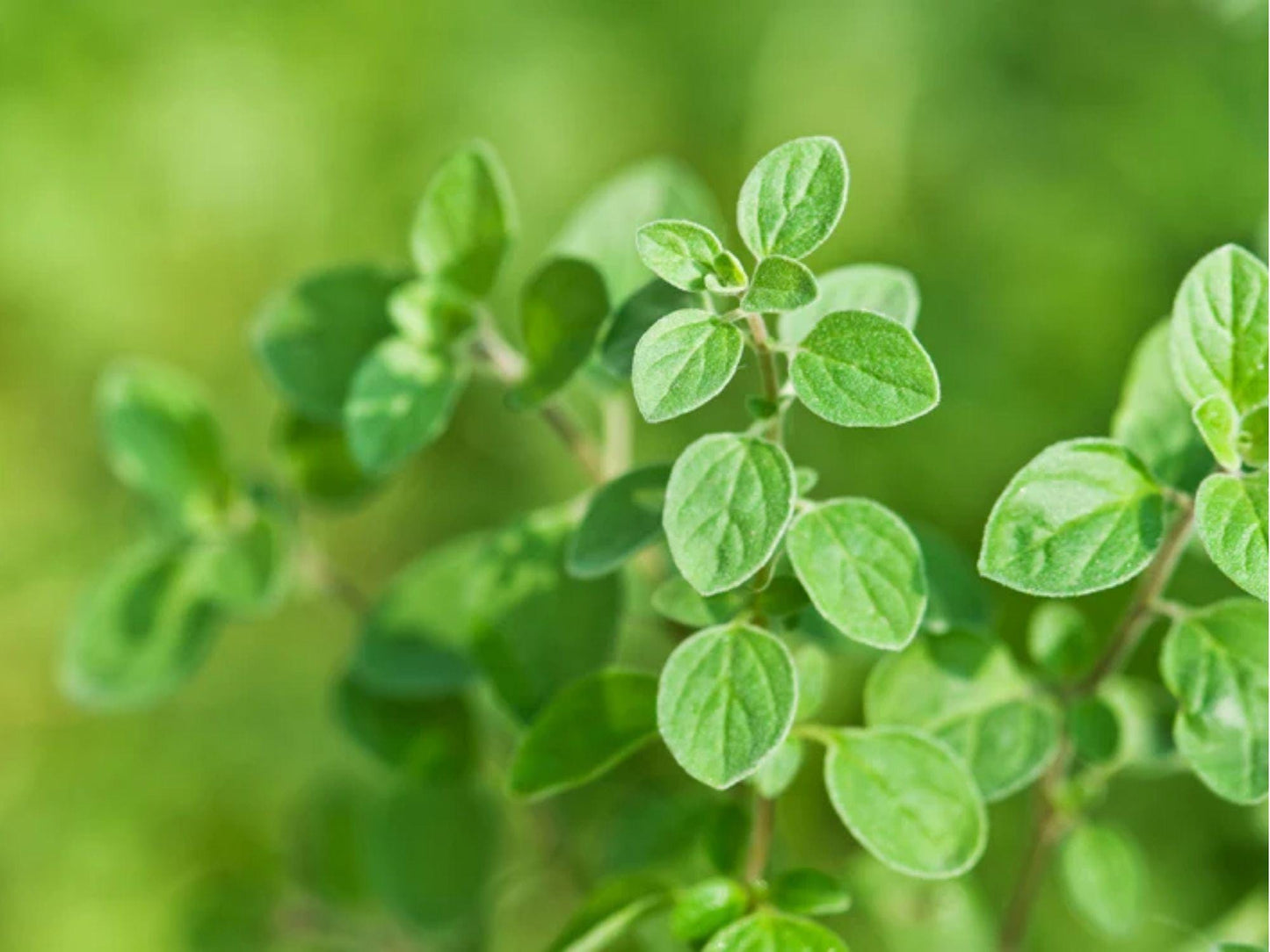 Italian Oregano Seeds – Heirloom Non-GMO Culinary Herb for Mediterranean Dishes & Pollinator Gardens (100 Seeds)