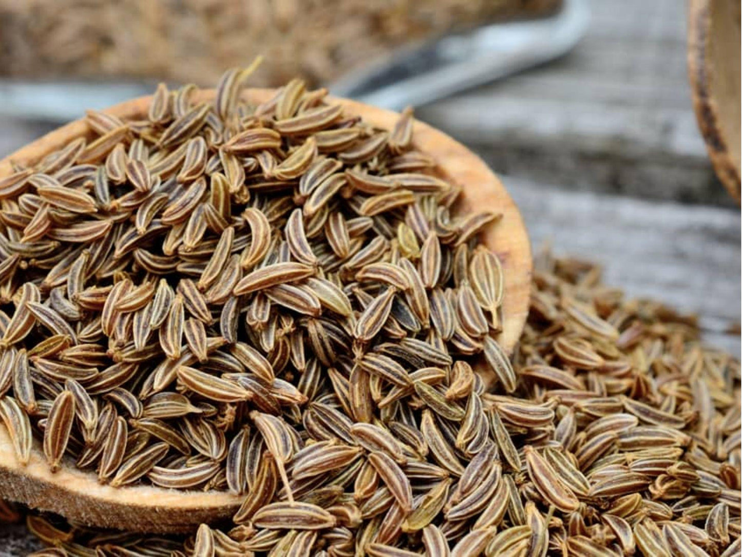Caraway Seeds – 300 Non-GMO Heirloom Culinary Herb & Pollinator Plant – Carum carvi