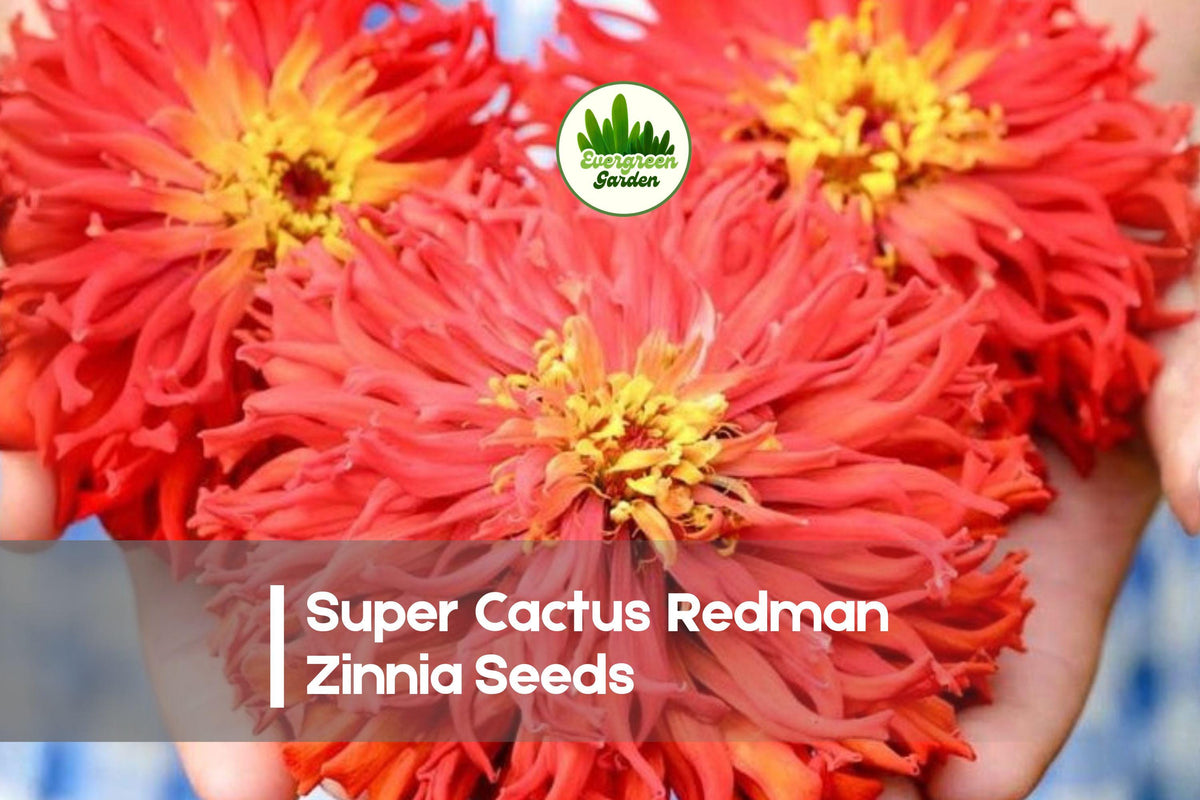 Super Cactus Redman Zinnia Seeds, Zinnia elegans, Red-Orange, Flowering Annual, Cut Flower Garden, Summer Bloom