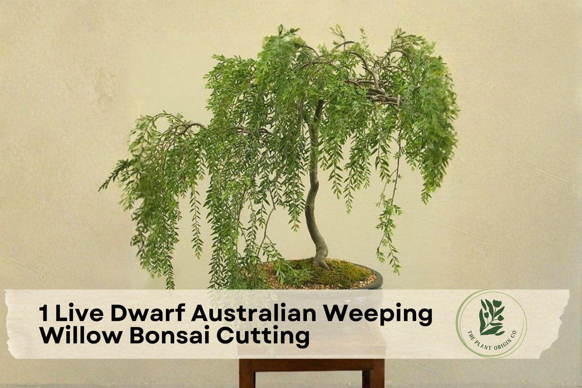 Live Dwarf Australian Weeping Willow Bonsai Cutting | Cascading Growth | Salix spp.