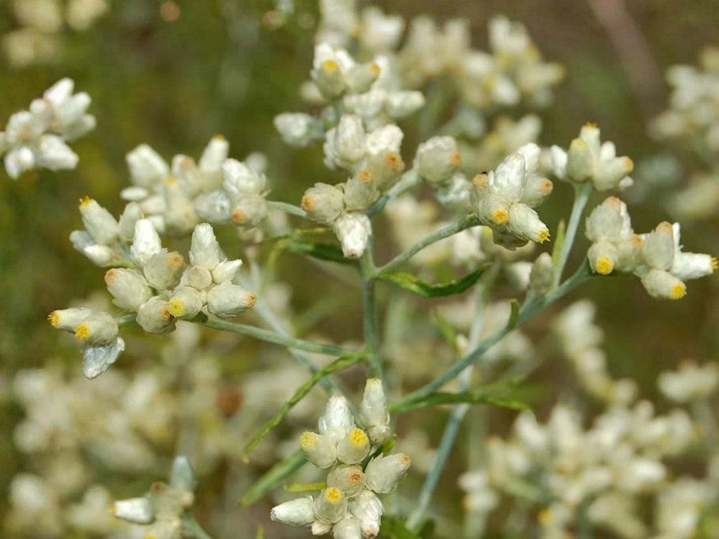 Sweet Everlasting Seeds – Pseudognaphalium flowering plant, medicinal herb, non-GMO, 500 seeds for native gardens, herbal remedies, pollinator support