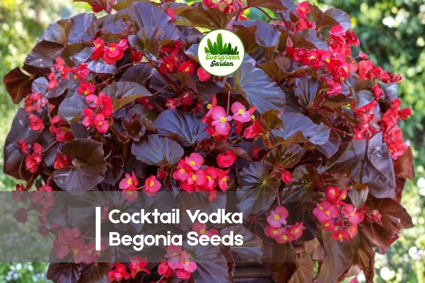 25+ Cocktail Vodka Begonia Seeds - Bright Red Flowers, Bronze Foliage, Shade Garden, Begonia semperflorens, Flowering Annual