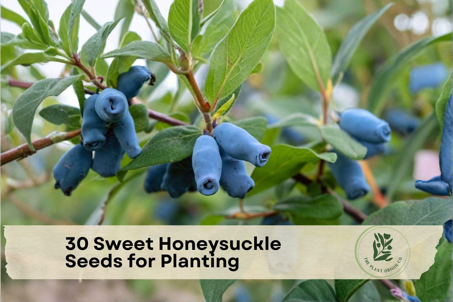 30 Sweet Honeysuckle Seeds for Planting - Cold-Hardy Berry Shrub Lonicera caerulea, Honeyberry, Haskap