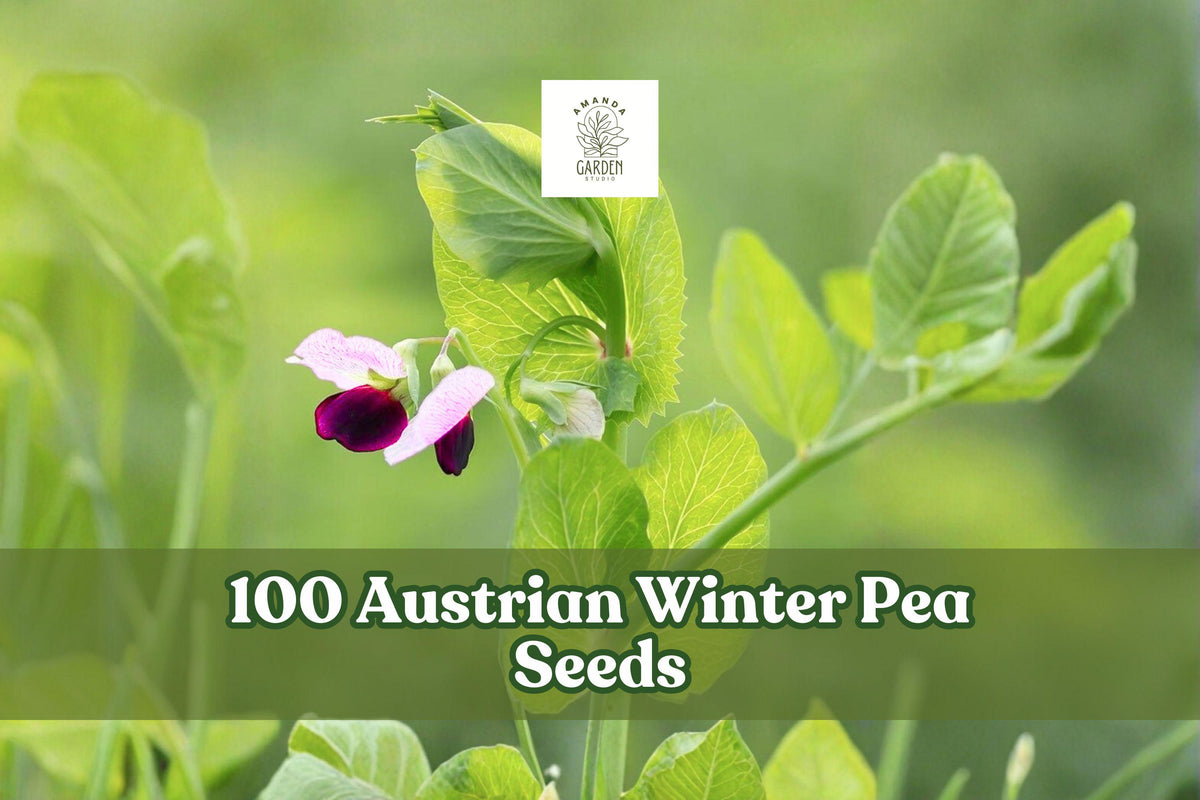 Austrian Winter Pea Seeds – Cover Crop Legume, Pisum sativum subsp. arvense, Cool-Season, 100 Seeds for Garden Planting