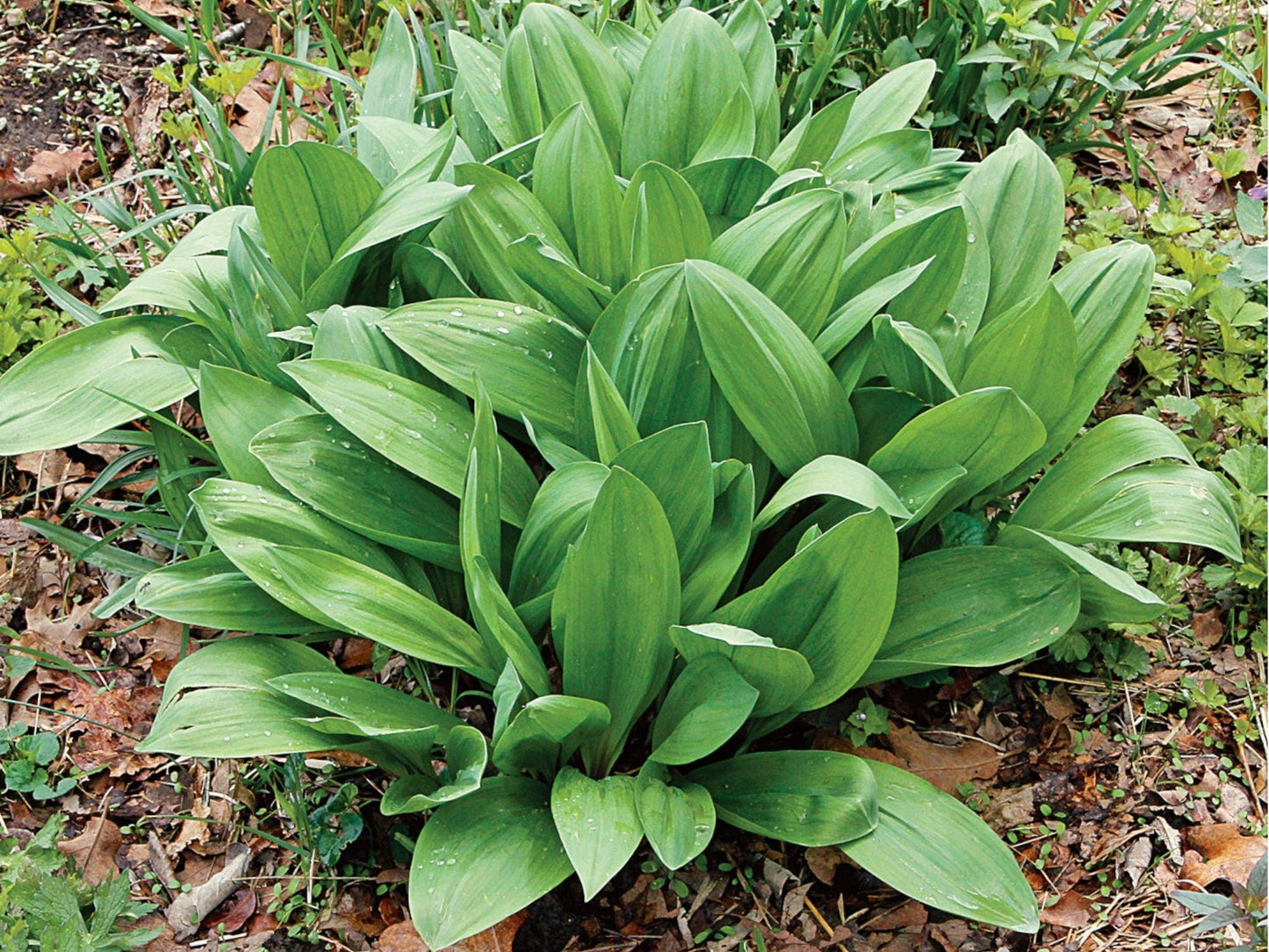 Wild Leek Seeds – Allium tricoccum Native Heirloom Edible Shade-Loving Perennial Garden Plant