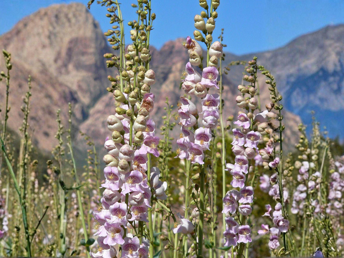 Penstemon Palmeri Flower Seeds – 50 Soft Pink to Rose Perennial Garden Seeds | Palmer Penstemon Plant
