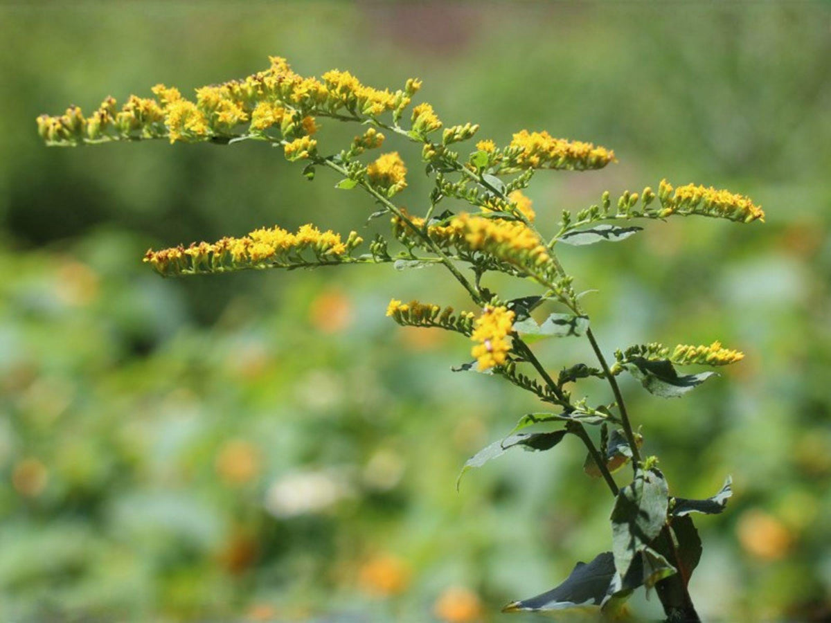 Solidago ulmifolia Seeds – Elmleaf Goldenrod Wildflower – Native Perennial for Pollinator Gardens – 100 Seeds
