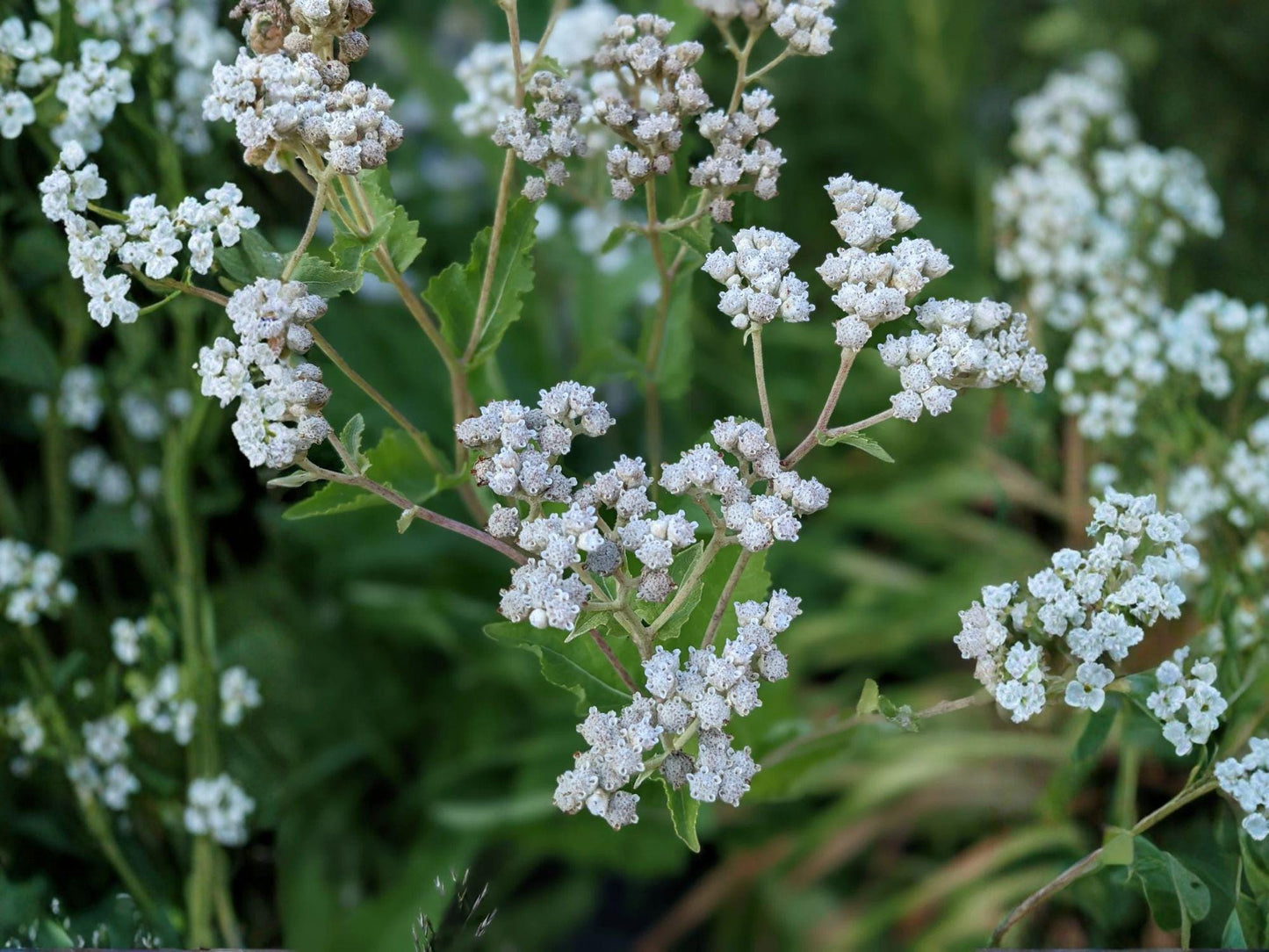Parthenium integrifolium Seeds – Native Wildflower, Wild Quinine, Perennial Pollinator Plant, Drought Tolerant, 25 Seeds
