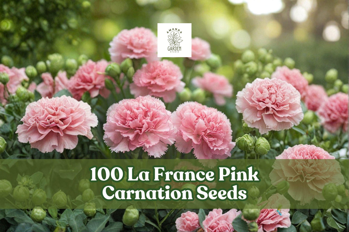 100 La France Pink Carnation Seeds for Ornamental Flower Garden Bedding, Borders, Dianthus caryophyllus