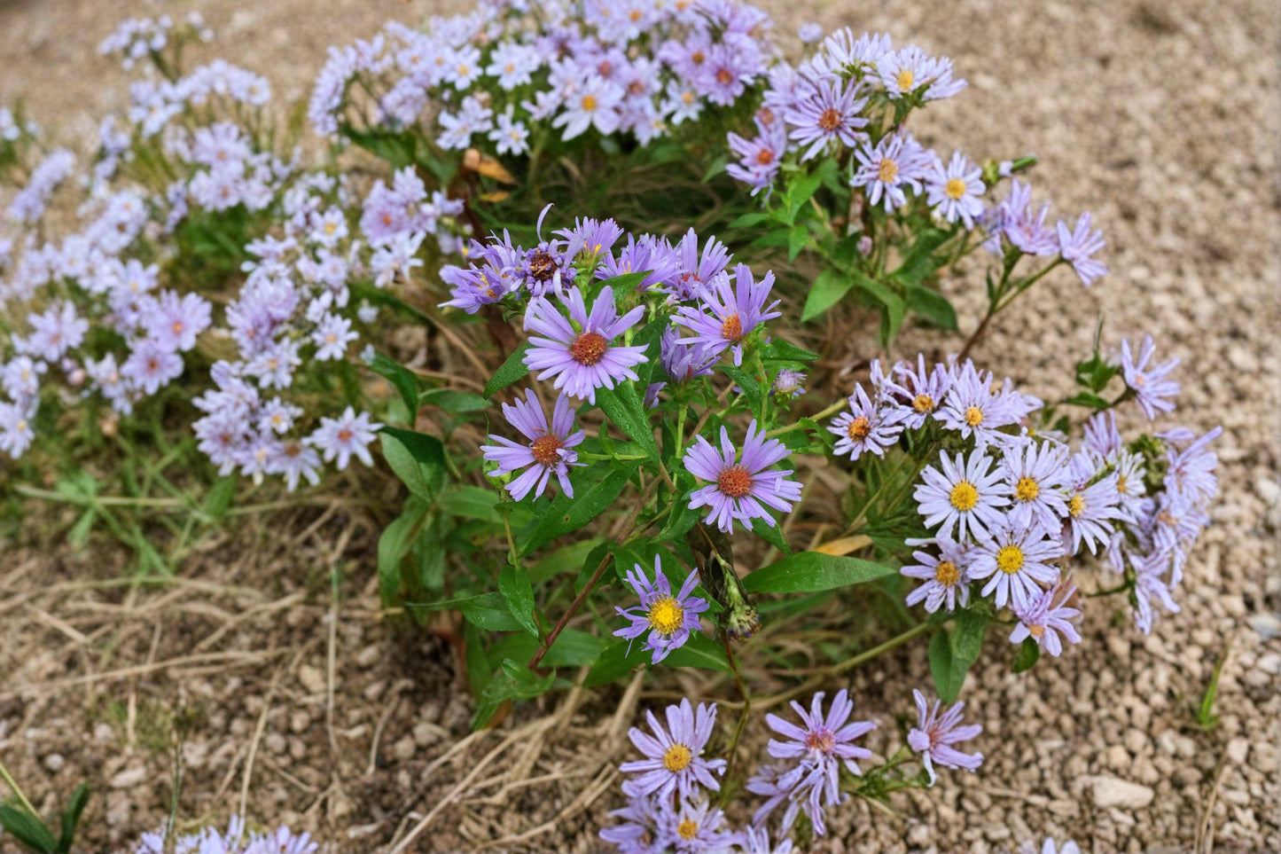 Swamp Aster Seeds – Purple Wildflower for Pollinator Gardens – Symphyotrichum puniceum, Native Perennial for Wetlands and Meadow Areas