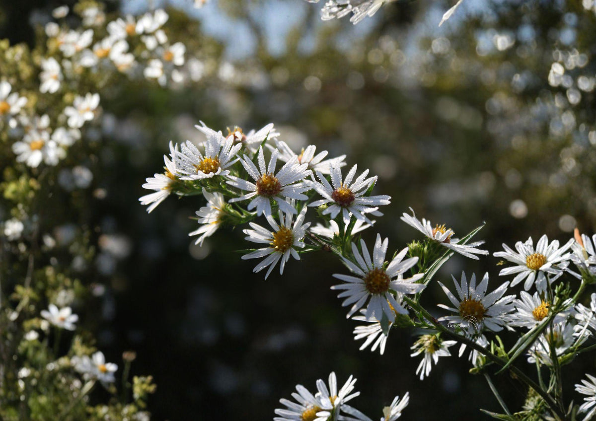 Symphyotrichum puniceum Swamp Aster Seeds – Native Wetland Perennial with Purple Flowers for Rain Gardens & Pollinator Gardens
