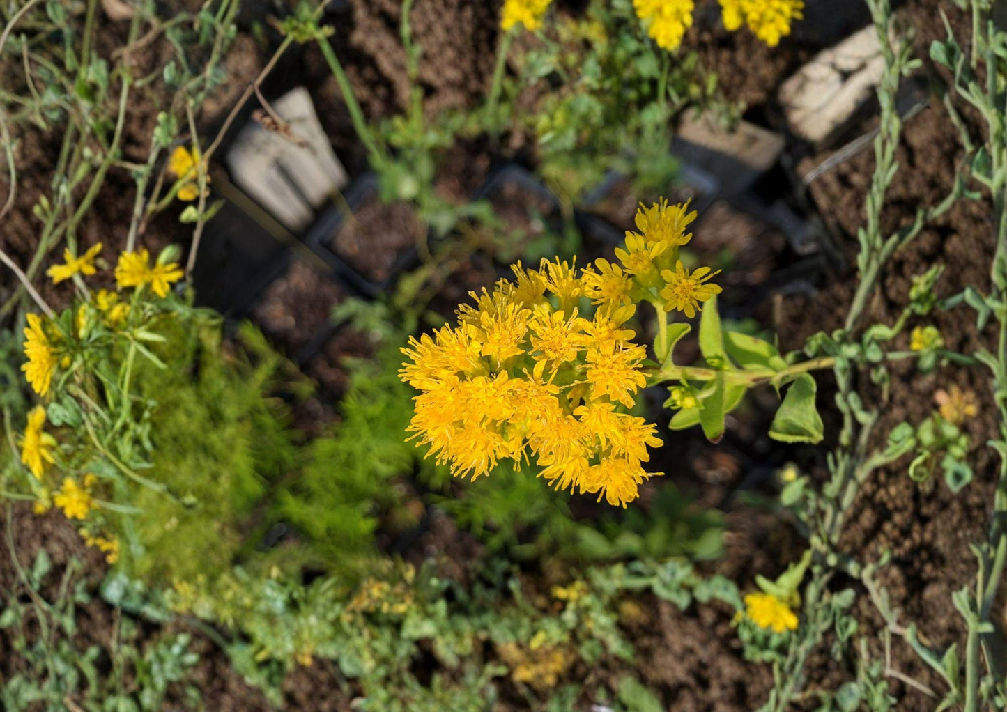 Oligoneuron rigidum Stiff Goldenrod Seeds, Native Prairie Perennial Wildflower, Bright Yellow Pollinator Plant, Drought-Tolerant