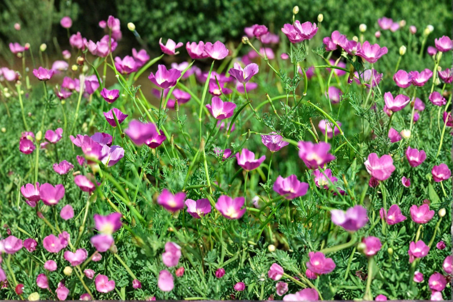 Purple Poppy Mallow Seeds - Magenta Ground Cover, Native Perennial, Callirhoe involucrata, Drought Tolerant, Wildflower Seeds (15 Seeds)
