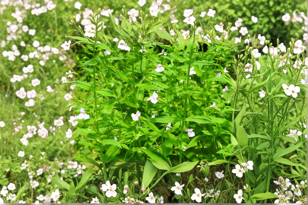 Monkey Flower Seeds - Mimulus ringens, Native Purple Wildflower for Wetlands, Rain Gardens & Pollinator Gardens