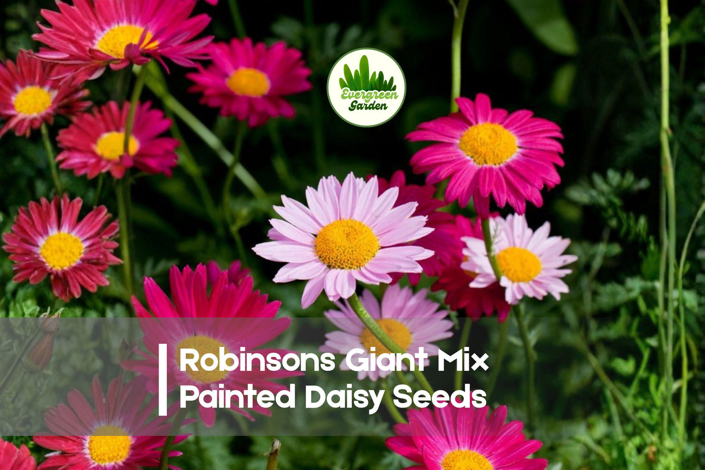 Robinsons Giant Mix Painted Daisy Seeds – Large Colorful Blooms, Tanacetum coccineum, Perennial, Butterfly & Pollinator Friendly
