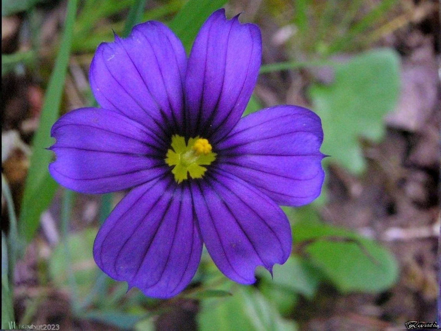 California Blue-Eyed Grass Seeds – Native Perennial Wildflower, Sisyrinchium bellum, Blue-Violet Blooms, 100 Seeds