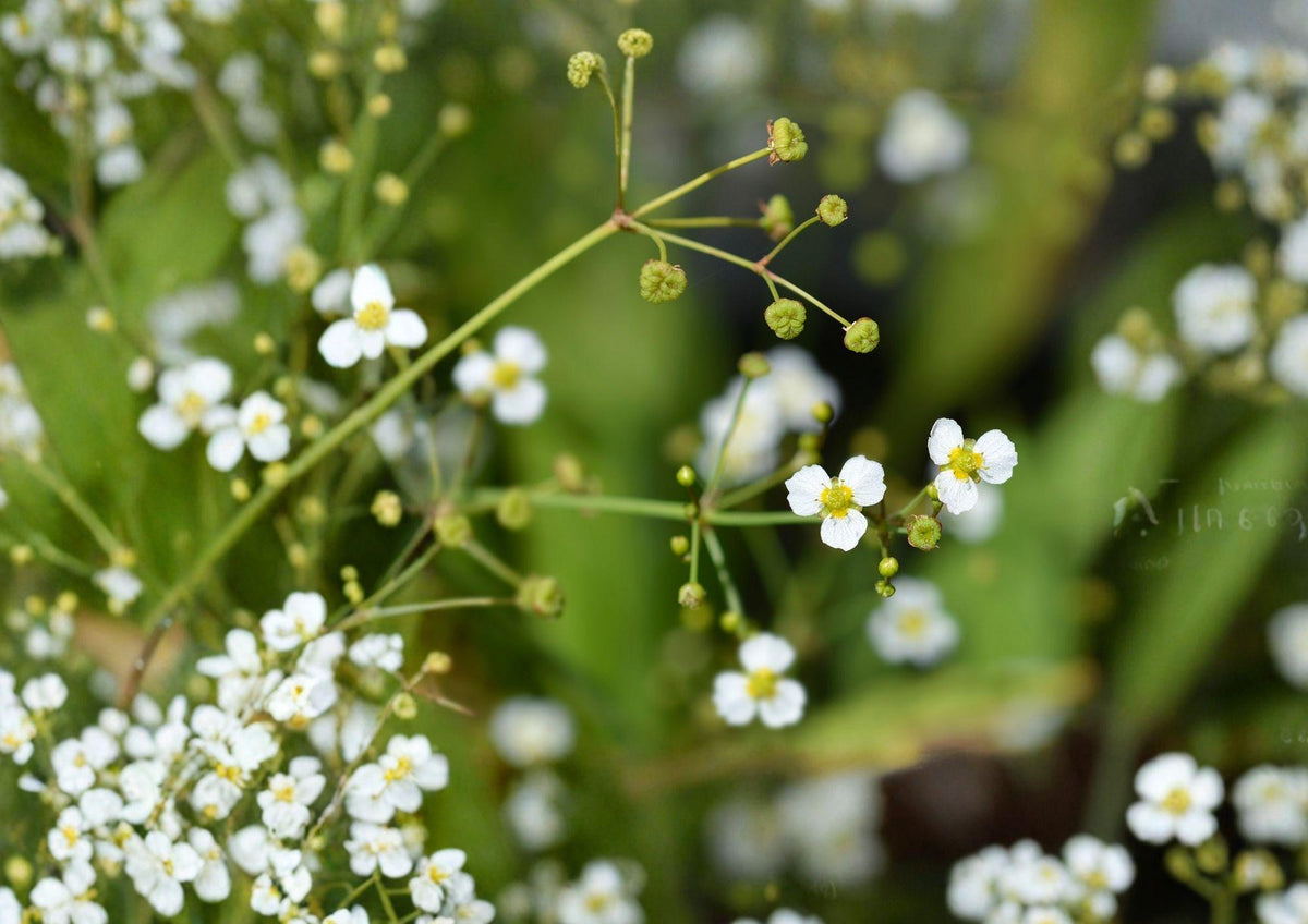 Large Flowered Water Plantain Seeds – Native Aquatic Perennial for Ponds, Marshes & Rain Gardens – Alisma triviale, 300 Seeds
