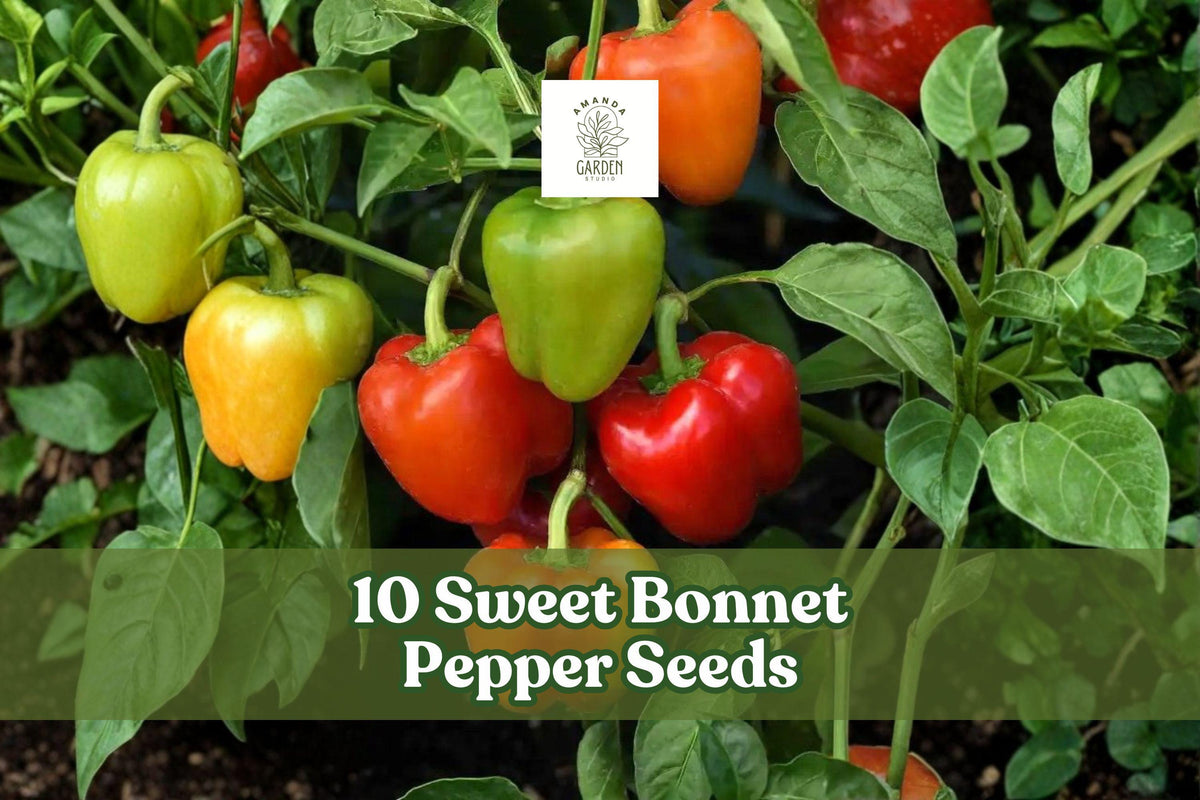 10 Sweet Bonnet Pepper Seeds – Capsicum chinense, Bonnet-Shaped Pods, Compact Plant, Garden & Container Growing