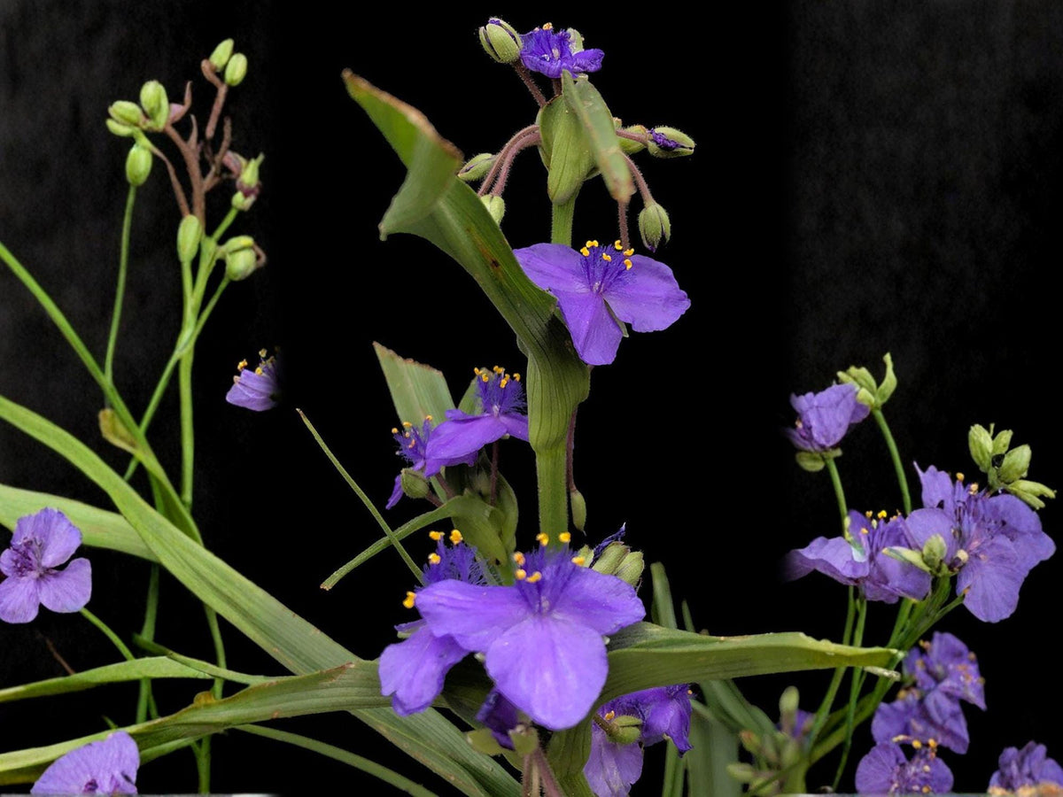 25 Western Spiderwort Seeds – Tradescantia occidentalis Native Wildflower for Pollinator Gardens & Prairie Landscaping