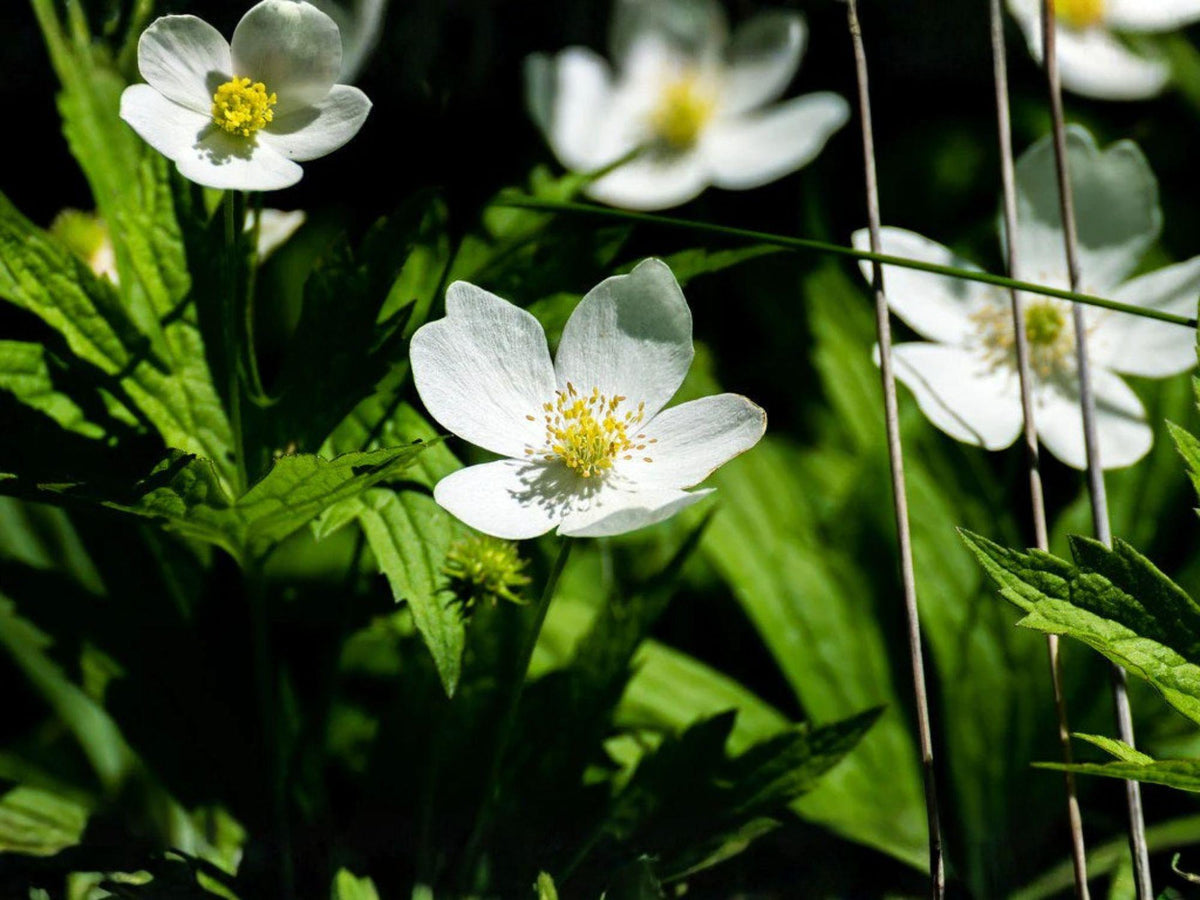Canada Anemone Seeds - 25 Native White Wildflower Seeds for Pollinator Gardens, Perennial Groundcover, Anemone canadensis