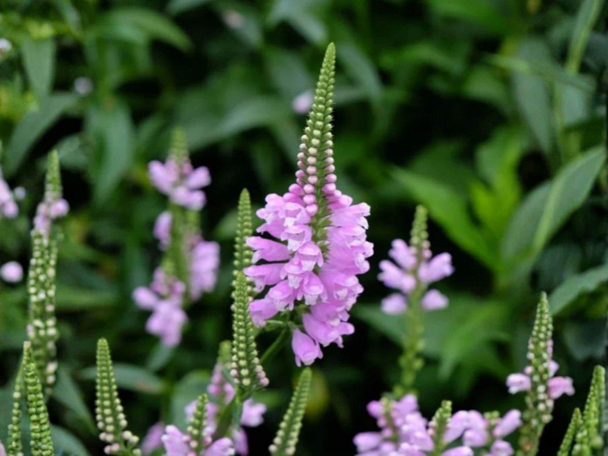 Obedient Plant Seeds – Physostegia virginiana – Native Perennial Wildflower for Pollinator Gardens – 50 Seeds