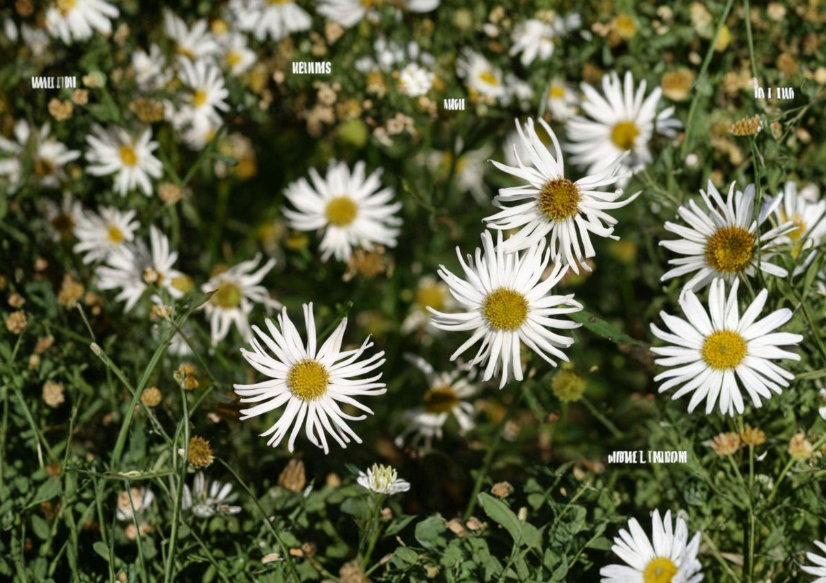 False Aster Seeds – White Dolls Daisy, Native Pollinator Wildflower, Boltonia asteroides, 500 Seeds for Meadow, Border & Wildlife Gardens