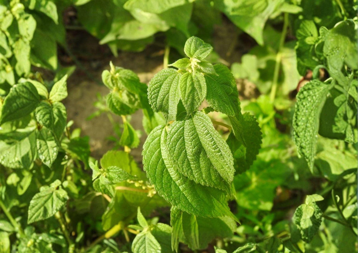 Smallspike False Nettle Seeds - Native Wetland Perennial, Boehmeria cylindrica, Shade-Tolerant, Moist Soil, Wildlife Habitat, 100 Seeds