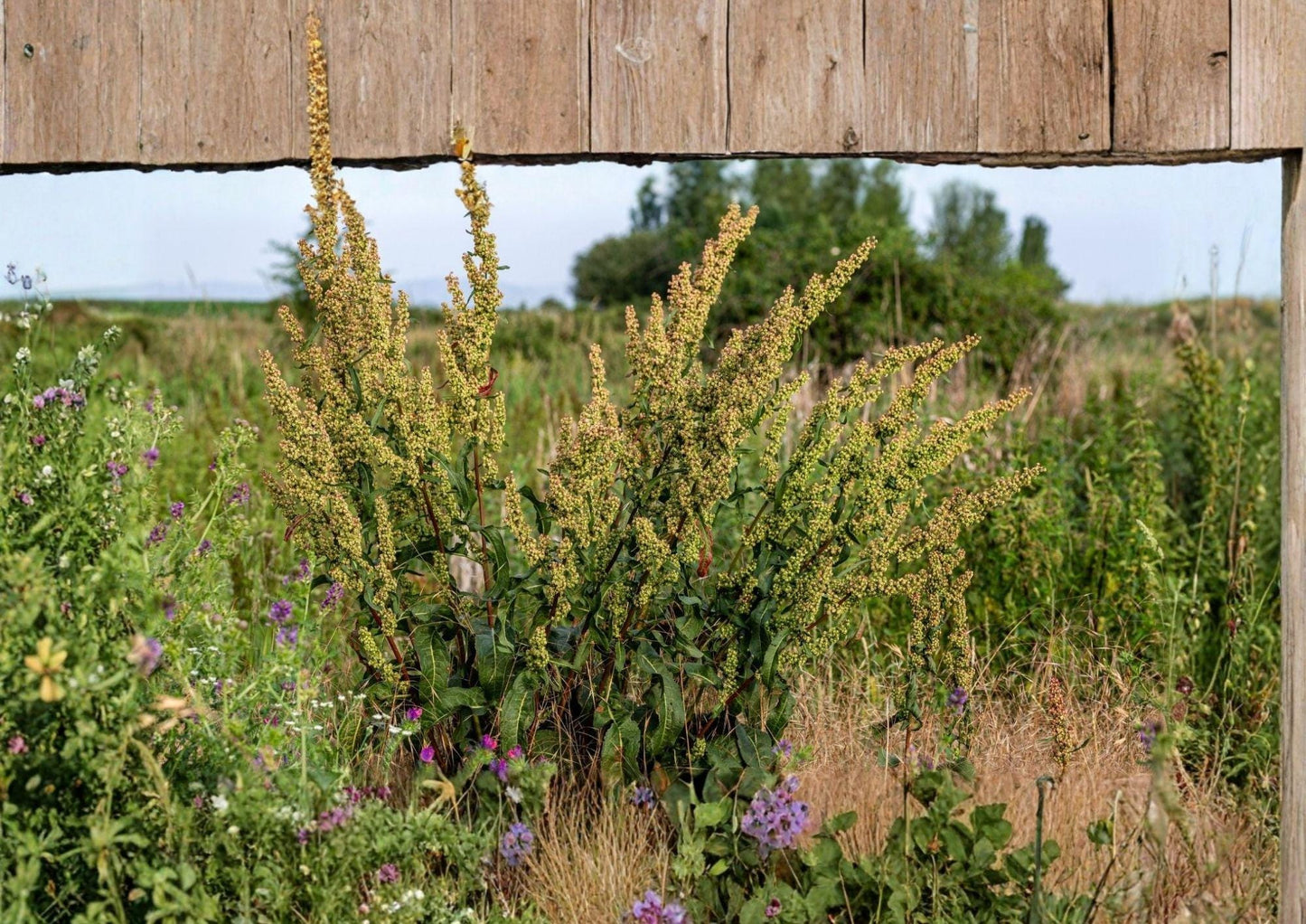 Water Dock Seeds – Native Wetland Perennial Rumex orbiculatus for Rain Gardens, Marshes, Pond Margins, 100 Seeds