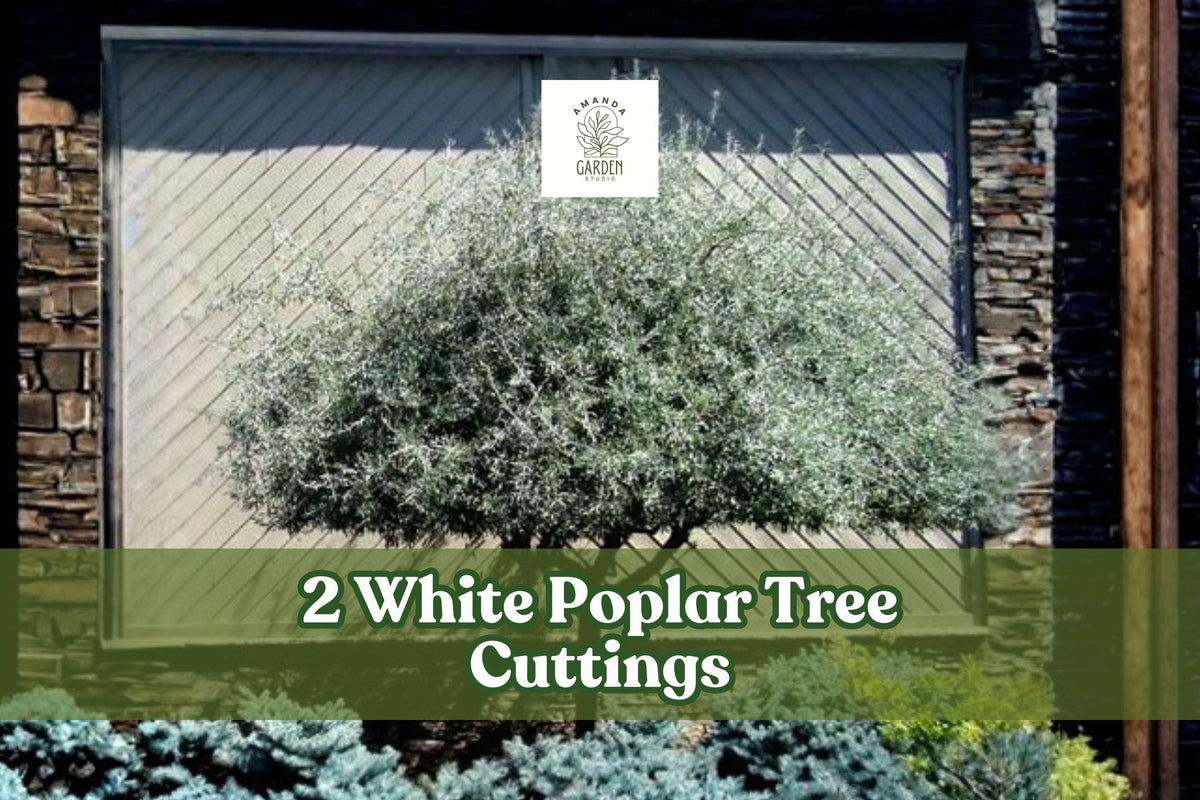 White Poplar Tree Cuttings – 2 Live Populus alba Ornamental Deciduous Plants for Landscaping