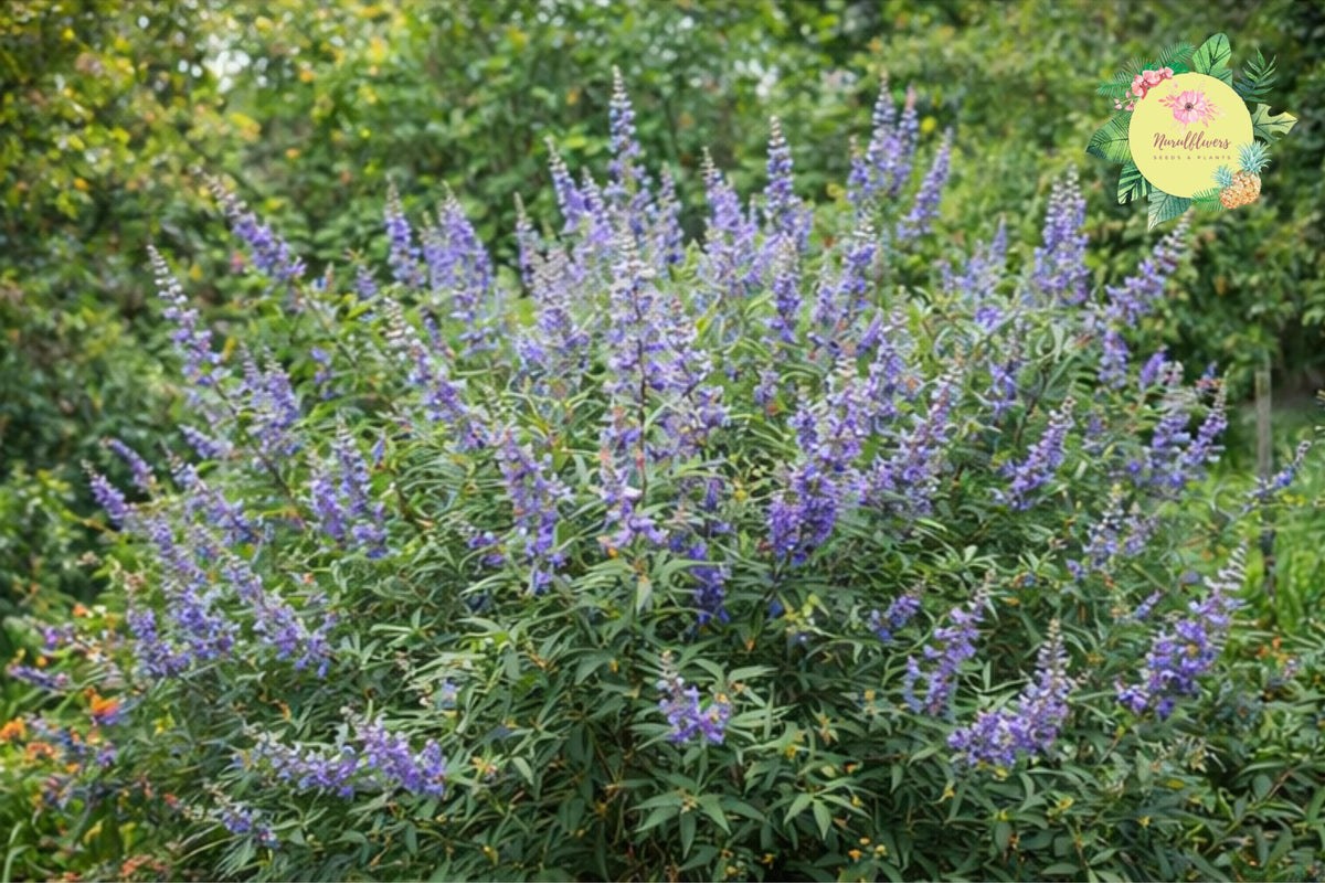 Chasteberry Tree Bare-Root Pack | Vitex Agnus-Castus Lilac Chastetree | Drought-Tolerant Ornamental Shrubs for Pollinators